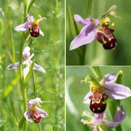 Photos of orchids in grass at Nowton Park