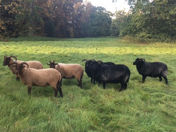 Photo of sheep grazing in Nowton Park