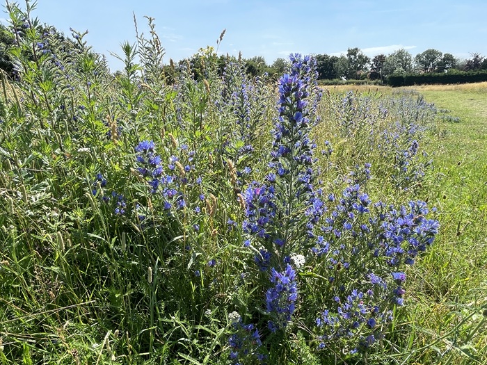 Wildflowers at Aspal Close Nature Reserve