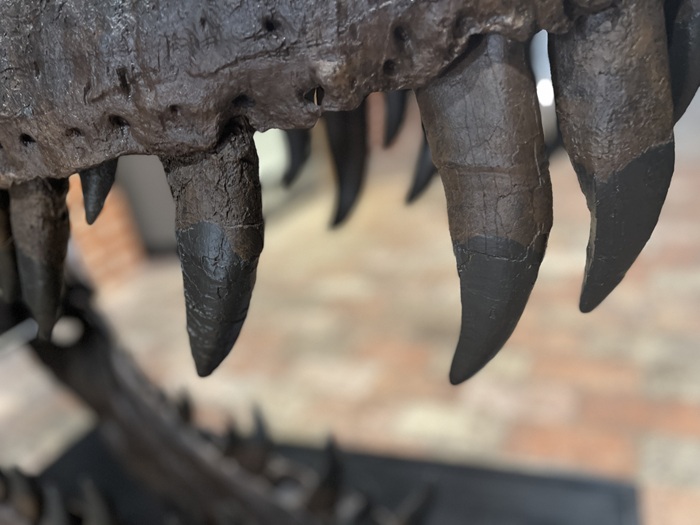 The jaws of a T-Rex at Moyse's Hall Museum in Bury St Edmunds