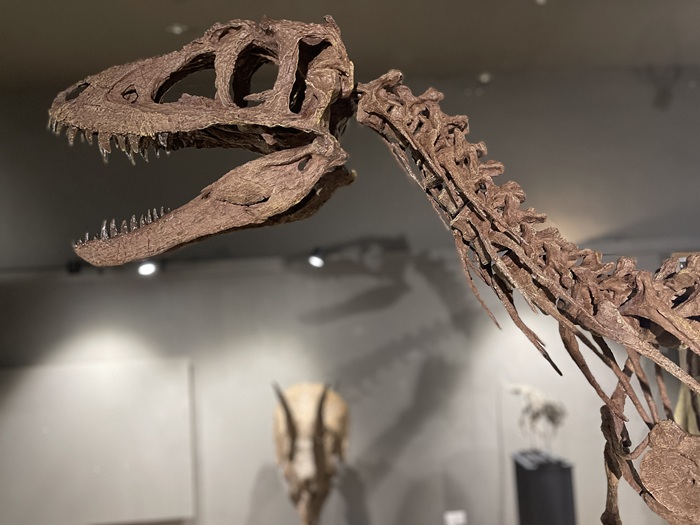 The skeleton of a young T-Tex at Moyse's Hall Museum