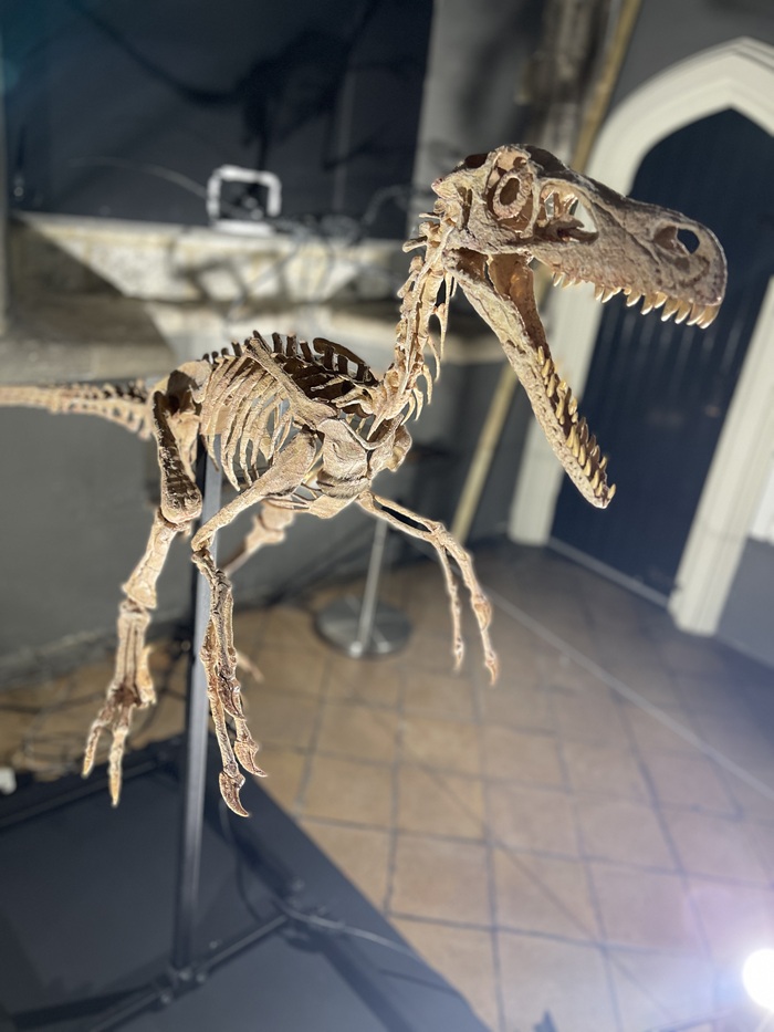 A Velociraptor skeleton at Moyse's Hall Museum in Bury St Edmunds