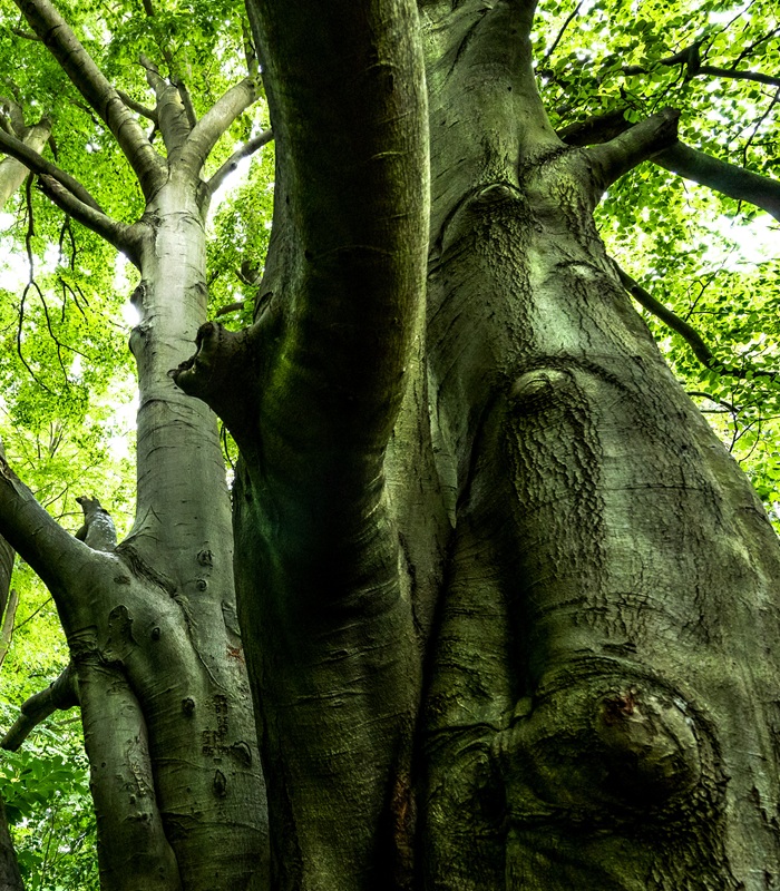 One of the images from Brandon Country Park that features in the new exhibition by Geoff Price