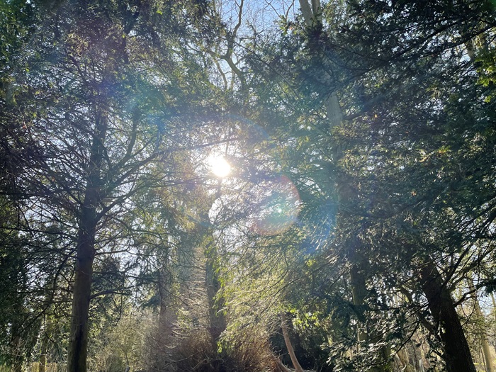 The sun through the tree canopy at Nowton Park 