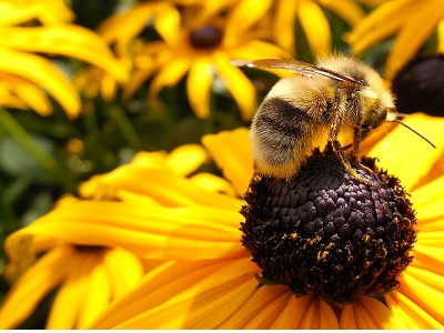 A bee on Black Eyed Susan wildflower