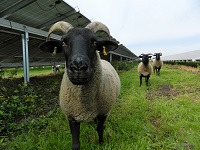 Sheep now graze at Toggam Farm Solar Farm