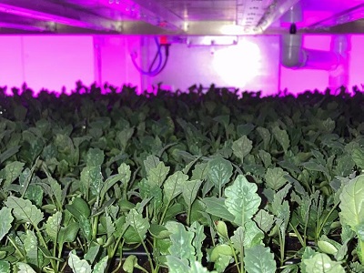 First look inside pioneering vertical farm which will strengthen UK’s food security