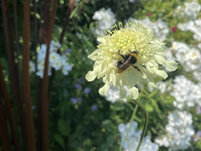 Biodiversity - the photo shows a bee and wildflowers icon