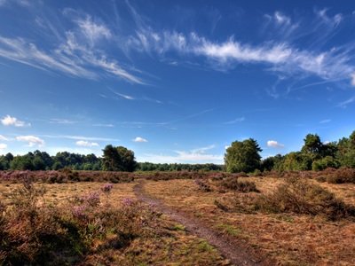 Brecks landscape - photo by Nick Ford icon