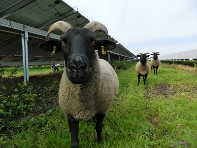 Sheep graze at the Toggam Solar Farm