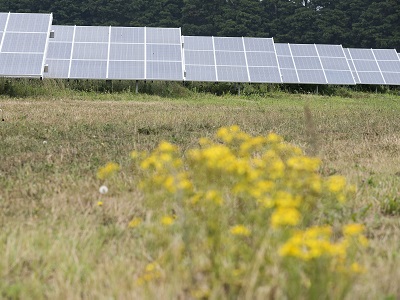West Suffolk Council's solar farm at Toggam Farm, Lakenheath